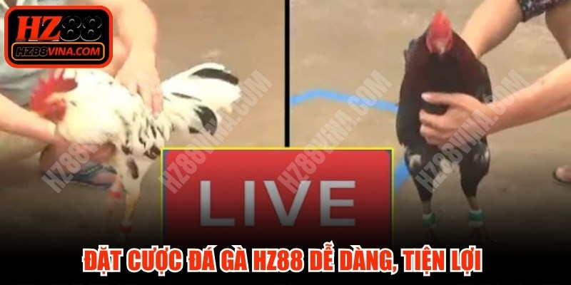 Các giải đá gà nổi bật, đặc sắc được triển khai trên HZ88 VINA